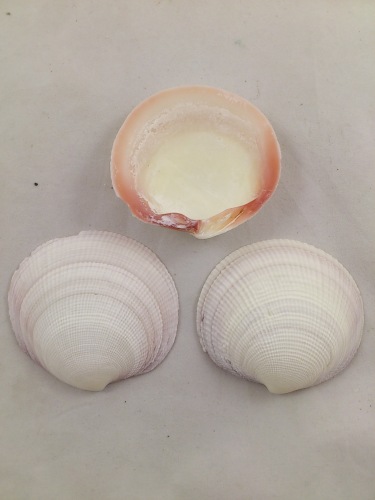 Codakia Tigerina 1 kg